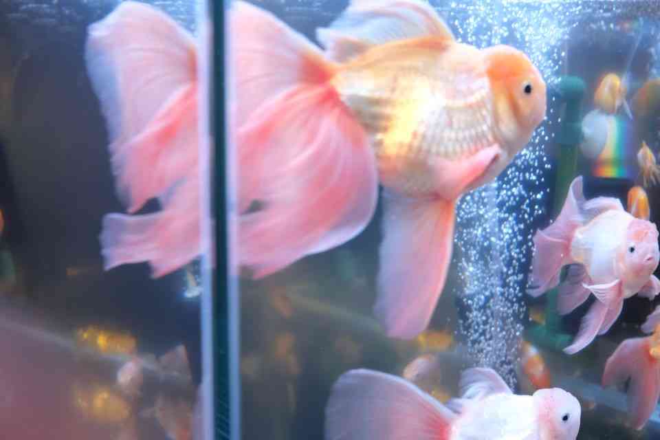 쿠모네스트