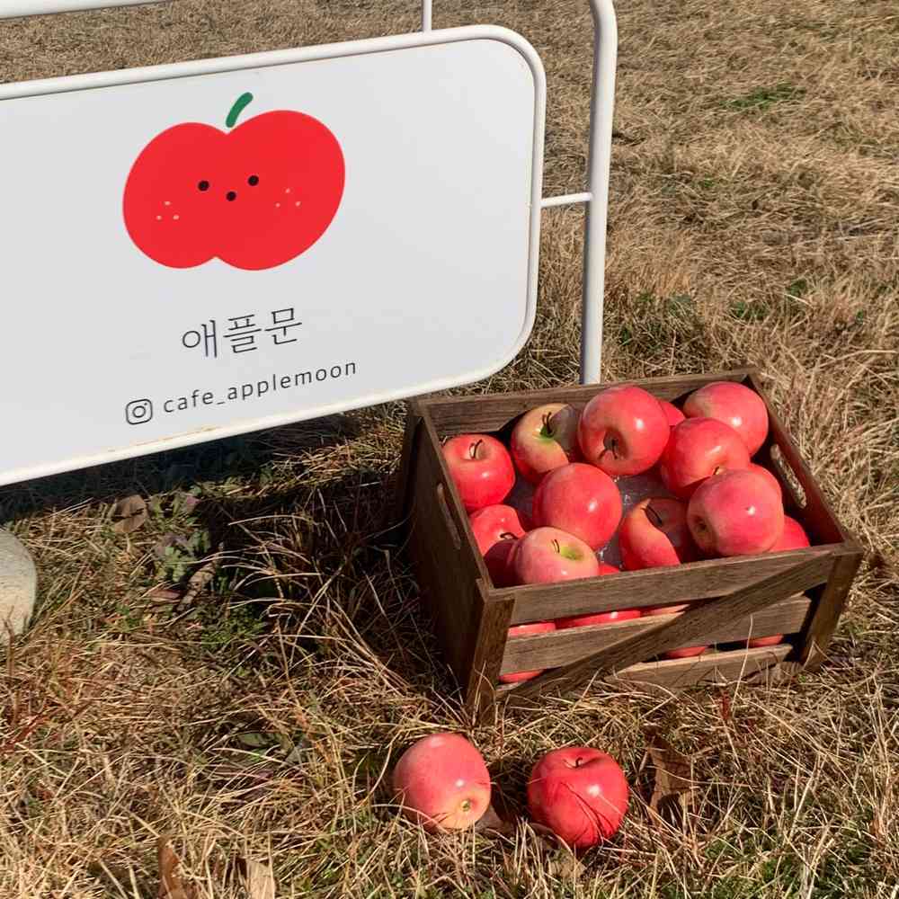 애플문