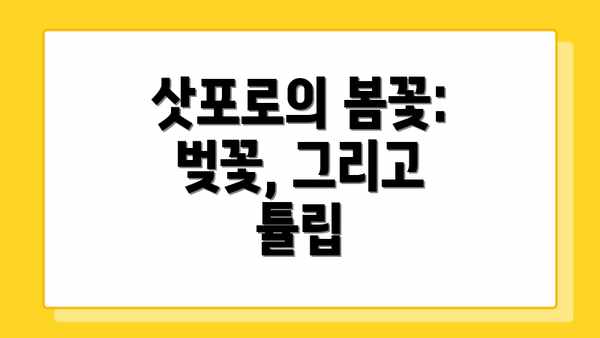 삿포로의 봄꽃: 벚꽃, 그리고 튤립